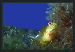 A blenny looking after it’s territory, probably Parablenn... by Sven Tramaux 